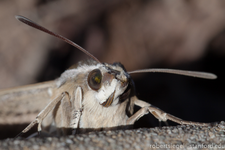 sphinx moth close